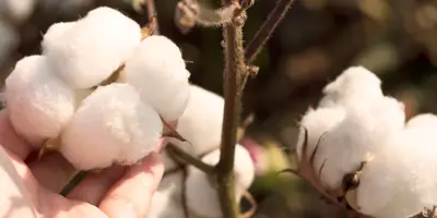 Che cos'è il cotone non sbiancato?