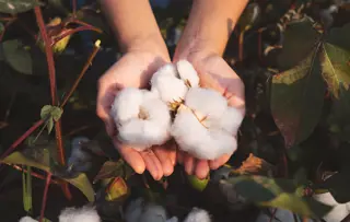 Demak'Up BIO, composés de fibres de coton d'origine naturelle certifiées GOTS